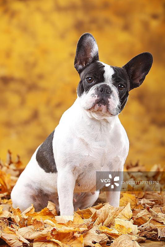 法国斗牛犬与秋叶图片素材