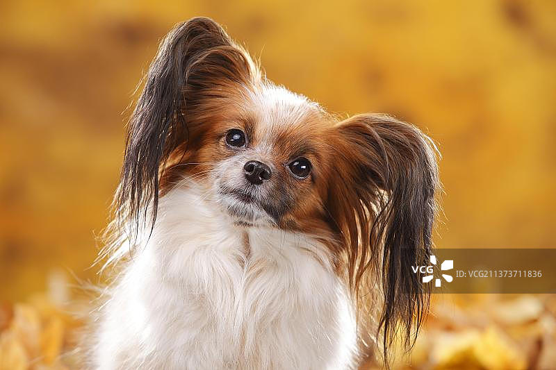 蝴蝶犬图片素材