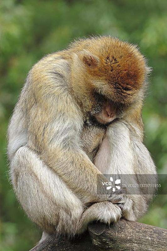 雄性猕猴图片素材