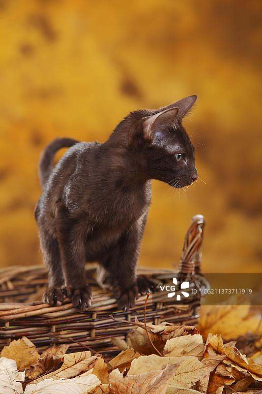 东方短毛猫，年轻的公猫，哈瓦那色，巧克力色，在篮子里图片素材