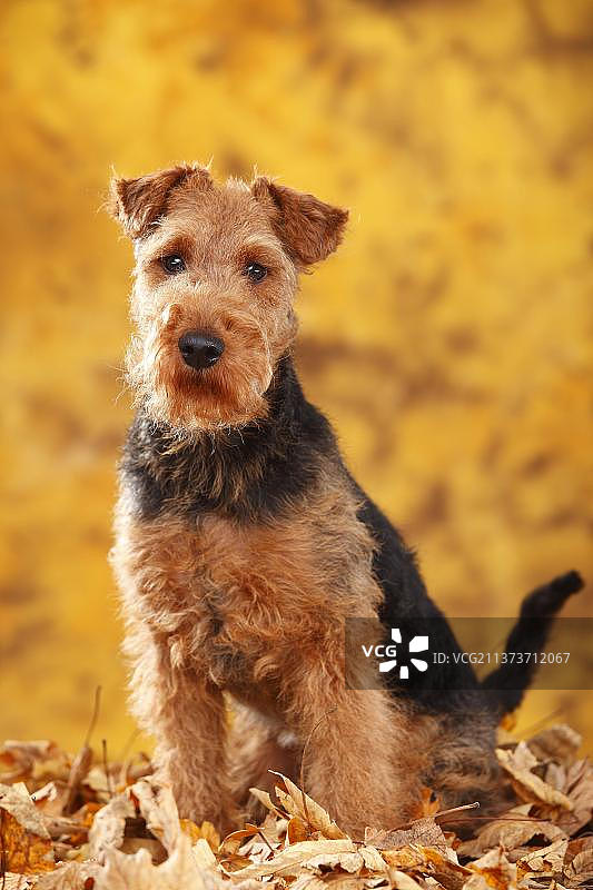 威尔士梗犬和秋叶图片素材