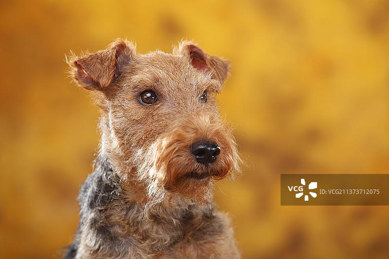 威尔士梗犬，母犬图片素材