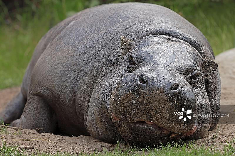 小河马图片素材