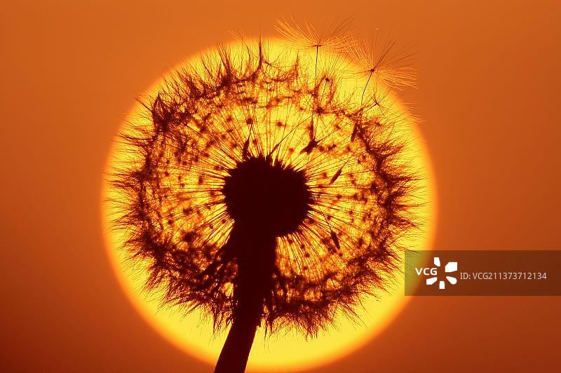 德国北莱茵-威斯特法伦州日落时分的蒲公英图片素材