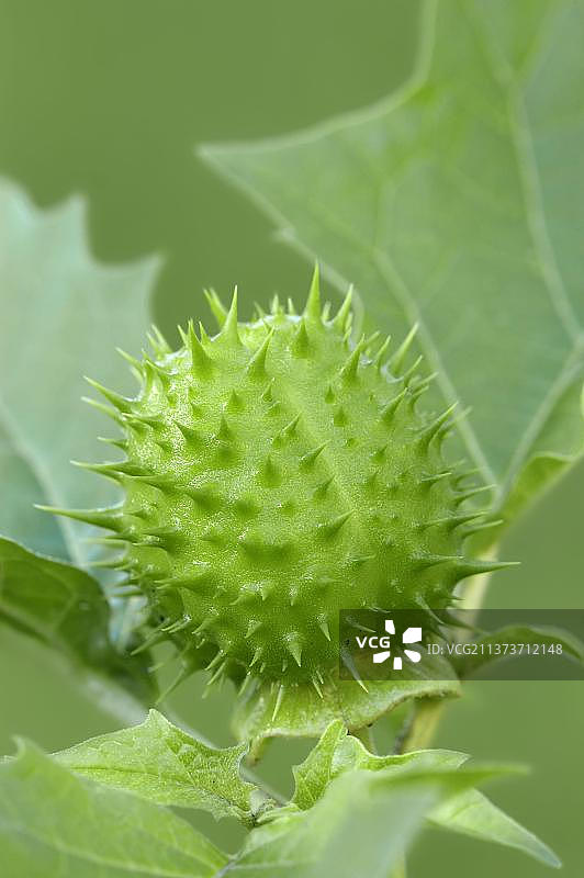 曼陀罗果实图片素材