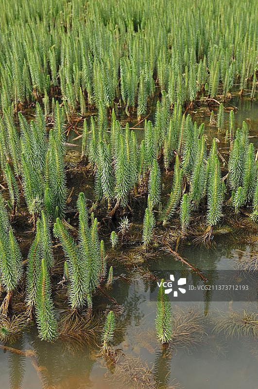 普通马尾草，德国北莱茵-威斯特法伦图片素材