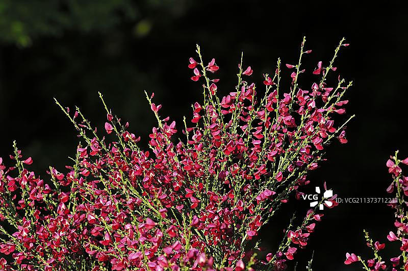 红色金雀花图片素材