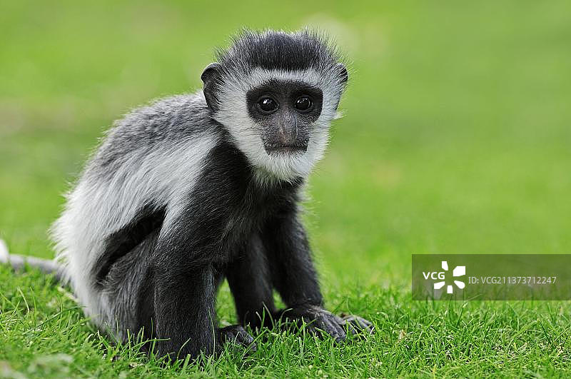 黑白小疣猴图片素材