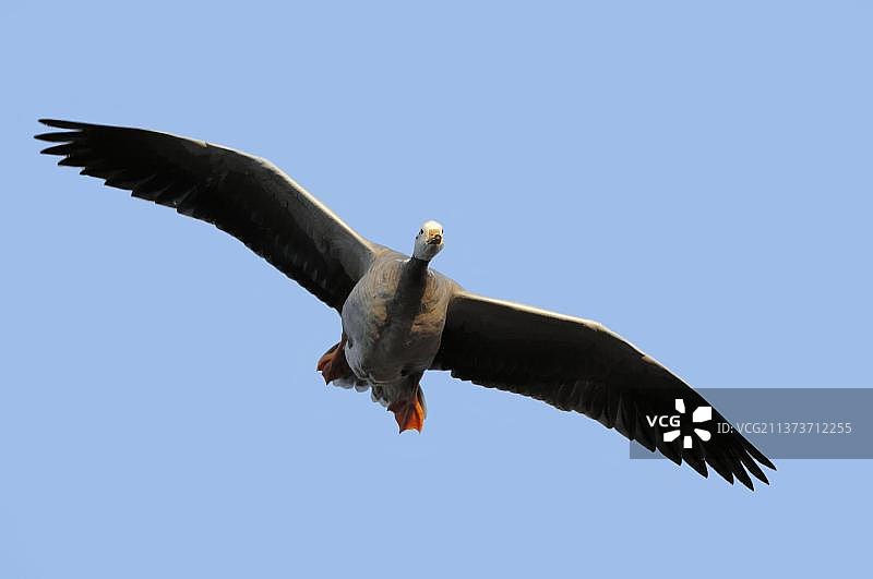 自由放养的斑头雁图片素材