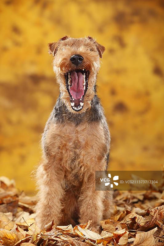 威尔士梗犬和秋叶图片素材