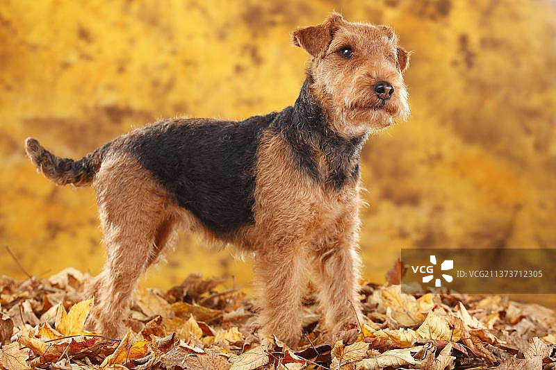威尔士梗犬和秋叶图片素材