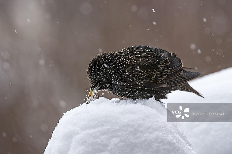 冬季雪中觅食饮水的紫翅椋鸟图片素材