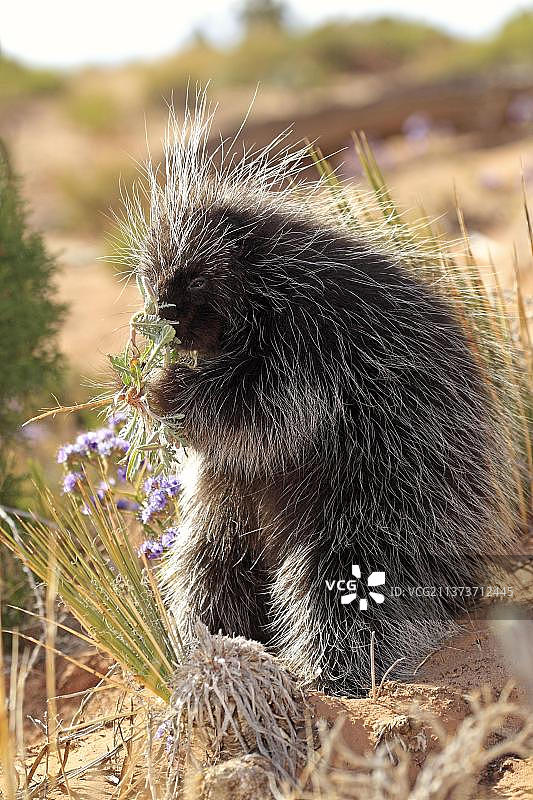 北美豪猪，纪念碑谷，犹他州，美国图片素材