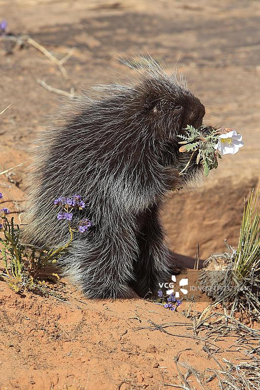 北美豪猪，纪念碑谷，犹他州，美国图片素材