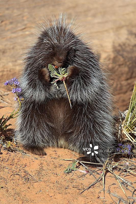 北美豪猪，纪念碑谷，犹他州，美国图片素材