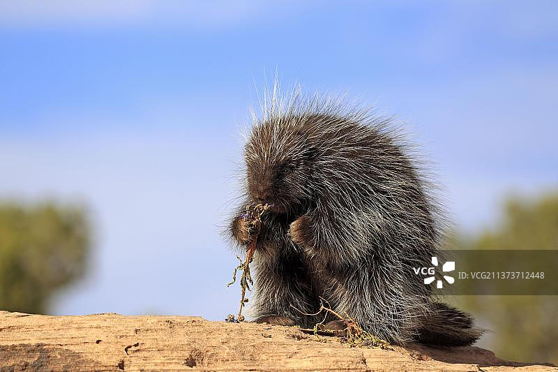 北美豪猪，纪念碑谷，犹他州，美国图片素材