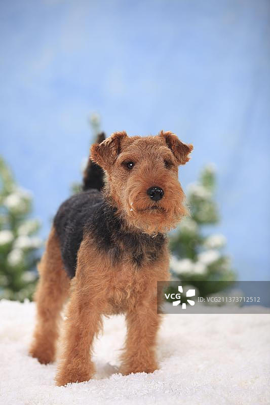 威尔士梗犬，母犬图片素材