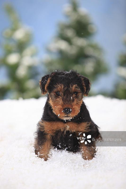 威尔士梗犬幼犬，8周图片素材