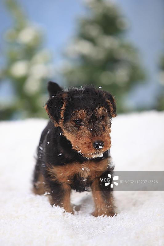 威尔士梗犬幼犬，8周图片素材
