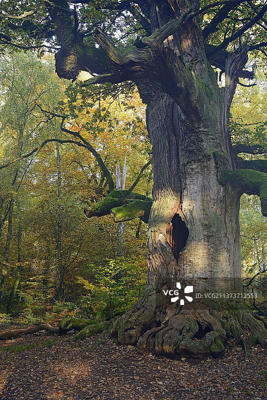 德国黑森州萨巴堡原始森林的古老山毛榉图片素材