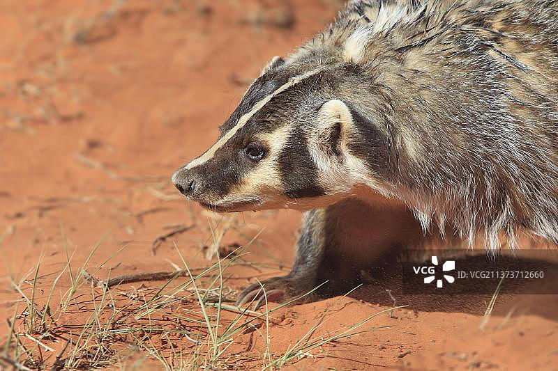 美国獾，纪念碑谷，美国，北美洲图片素材