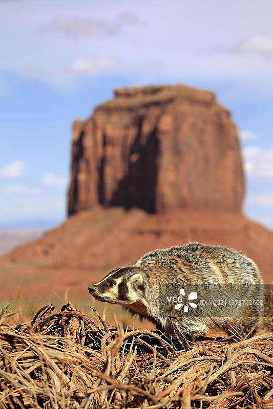 美国獾，纪念碑谷，美国，北美洲图片素材