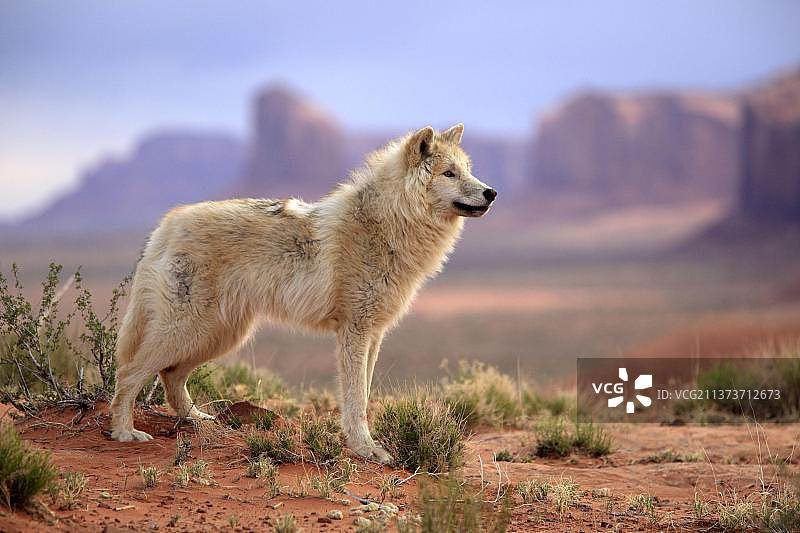 北美洲犹他州纪念碑谷的灰狼图片素材