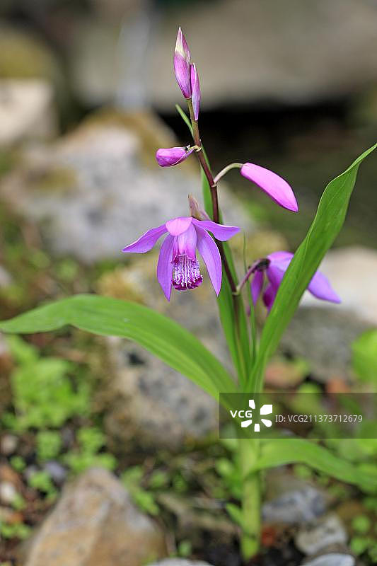 中国兰花图片素材