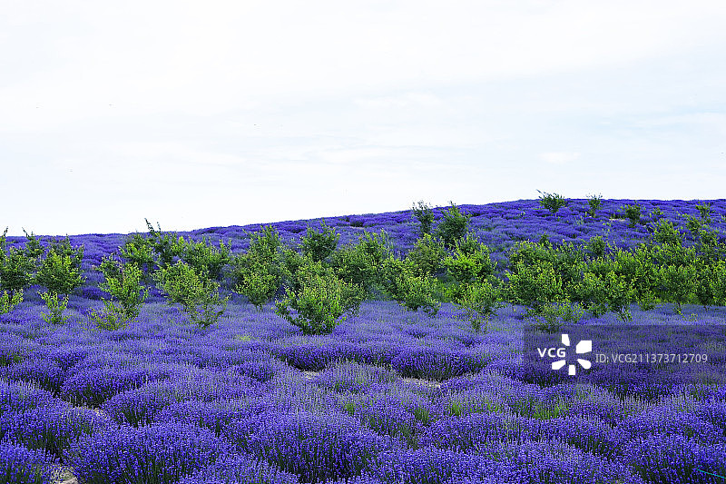新疆伊犁霍城县薰衣草图片素材