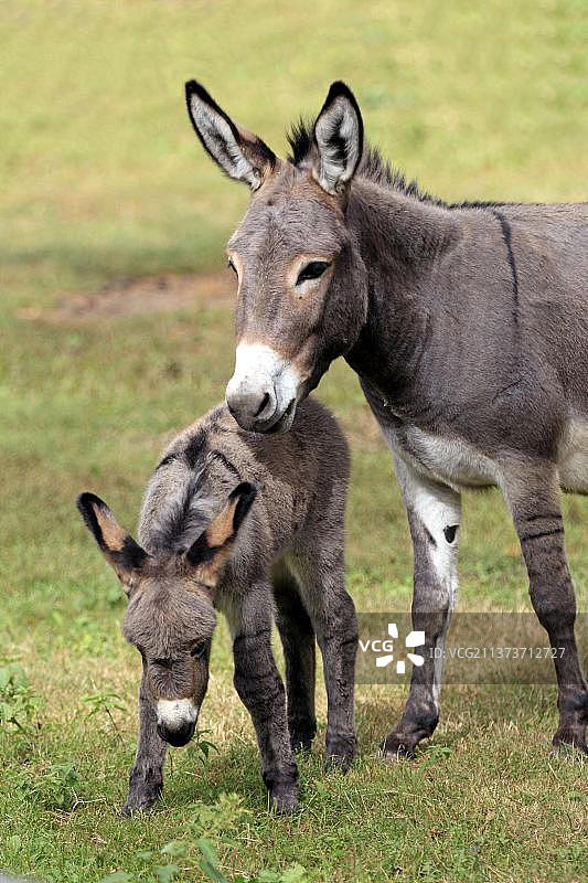 家驴，母马与幼驹，驴图片素材