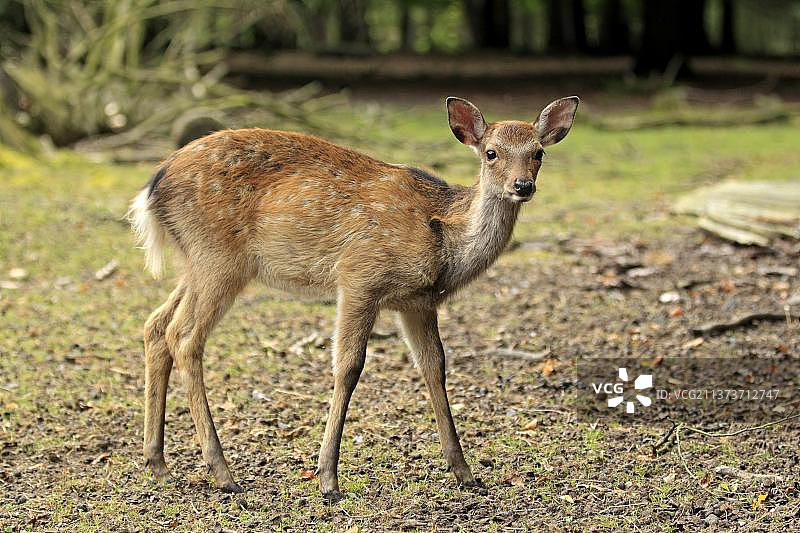 小鹿（日本鹿）图片素材
