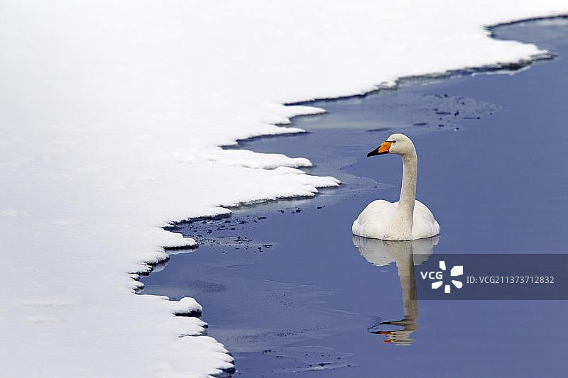 大天鹅图片素材