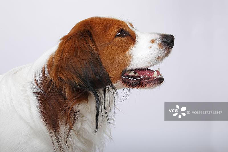 柯基犬图片素材