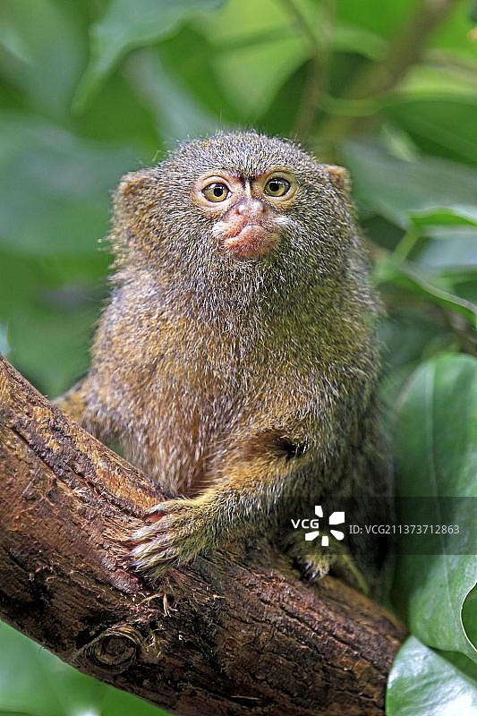 侏儒狨猴图片素材