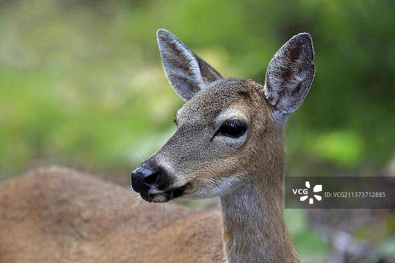 小钥匙鹿（Odocoileus virginianus clavium），成年雌性肖像，国家小钥匙鹿保护区，北美洲，美国图片素材