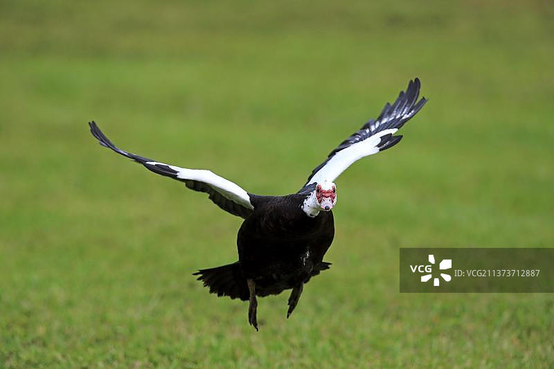 麝香鸭成年飞鸟，美国佛罗里达州迈阿密图片素材