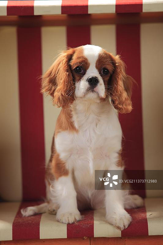 查理士王小猎犬幼犬，布伦海姆色图片素材