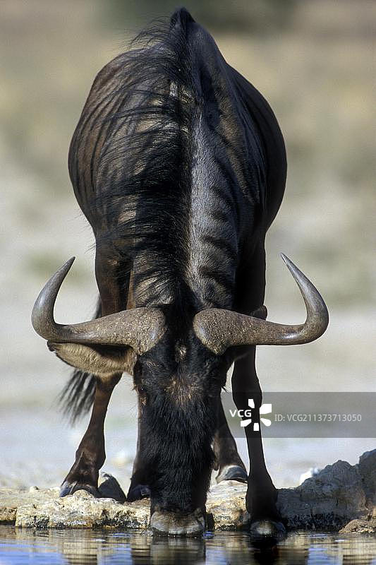 非洲卡拉哈里跨国公园中饮水的蓝角马图片素材