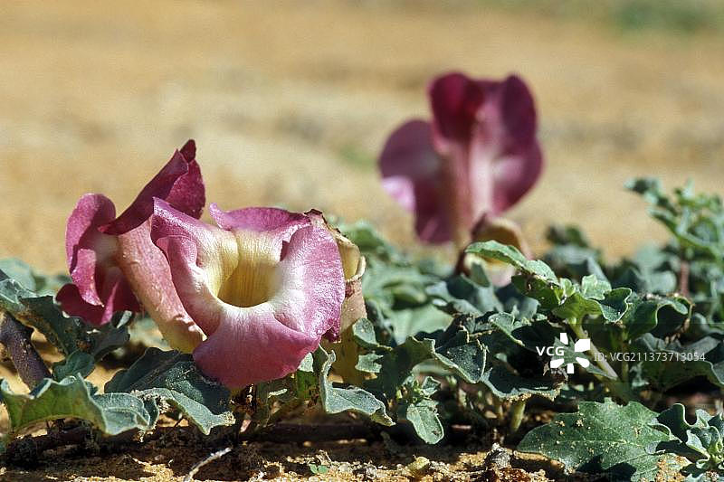 卡拉哈里沙漠的魔鬼爪图片素材