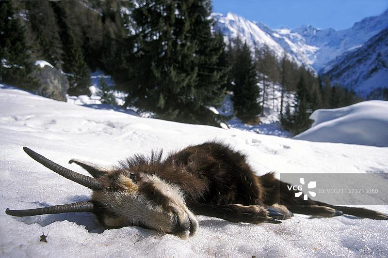 阿尔卑斯山羚羊尸体图片素材
