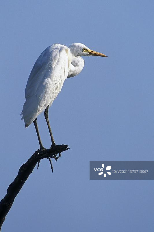 大白鹭（Ardea alba）栖息在枯树上，克鲁格国家公园，南非图片素材
