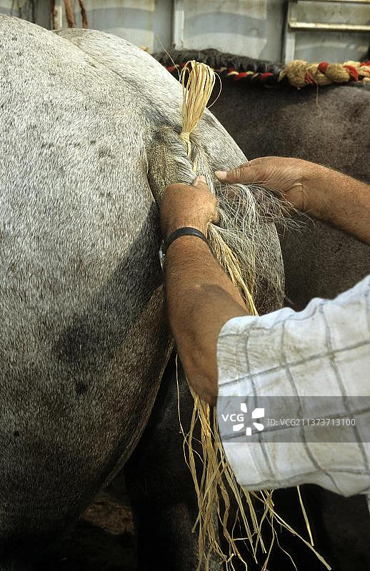 男子在马术比赛中编马尾图片素材