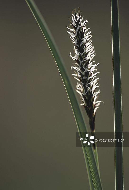 Carex acutiformis，莎草科植物图片素材