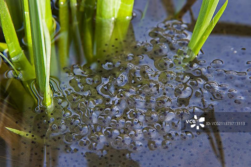 春季池塘水生植物中的欧洲普通棕色蛙图片素材