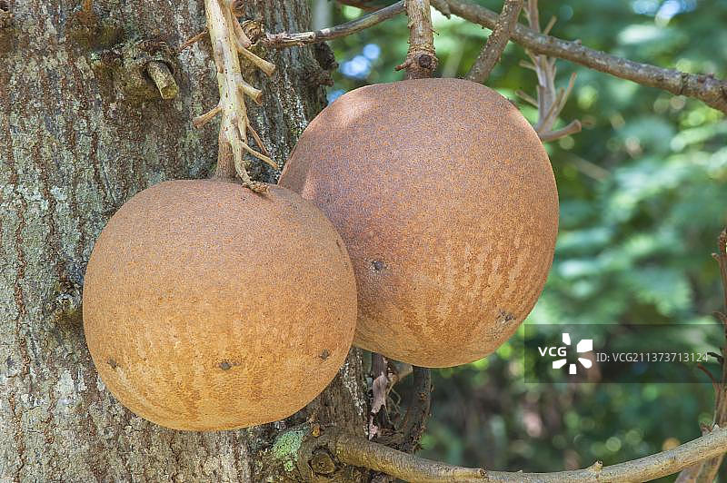 炮弹树果实，巴西里约热内卢植物园图片素材