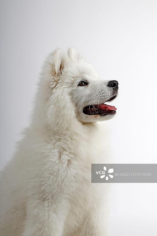 萨摩耶幼犬，三个半月图片素材