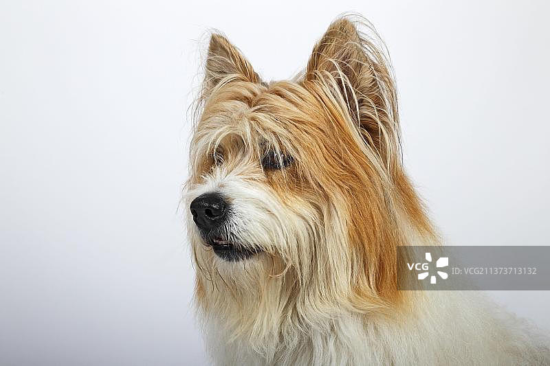 大个子埃洛，男性图片素材