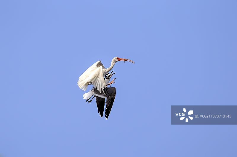 美洲白鹮(Eudocimus albus)，成年飞行与猎物被海鸥攻击，Sanibe，北美，冰岛，美国，欧洲图片素材