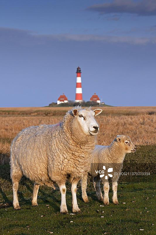 韦斯特黑弗沙灯塔，瓦登海国家公园附近的盐碱草地上有羊和羔羊，德国石勒苏益格-荷尔斯泰因州北弗里西亚图片素材