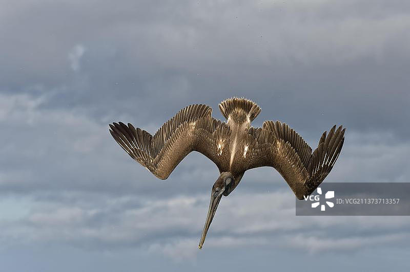 加拉帕戈斯棕色鹈鹕，黑龟湾，圣克鲁斯岛，厄瓜多尔图片素材
